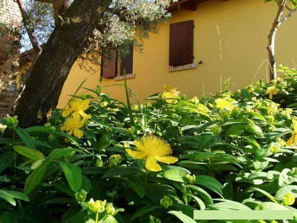 Agriturismo Tenuta Santa Maria Notaresco エクステリア 写真